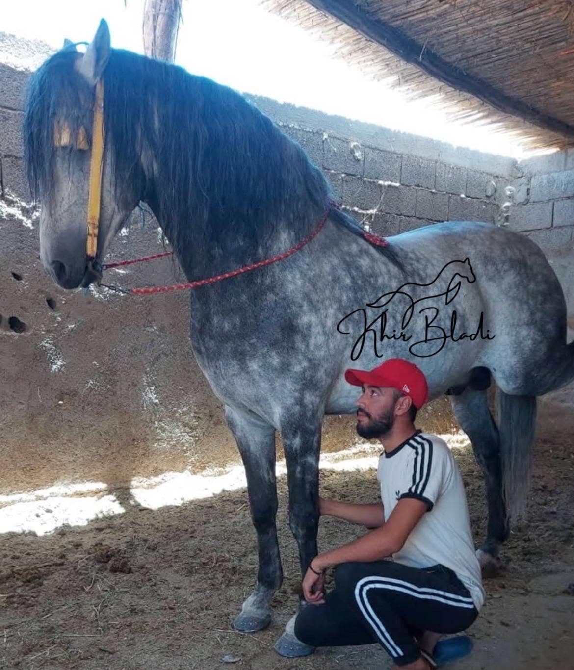 الحصان دركة، من سلالات الخيول المغربية الأصيلة
